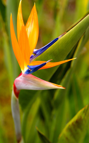 ดอกปักษาสวรรค์ (Bird of Paradise)