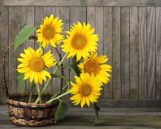 ͡ҹѹ (Sunflower)