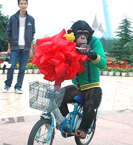 จีนจัดงานแต่งงานลิงซิมแปนซี