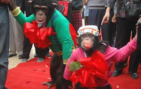 จีนจัดงานแต่งงานลิงซิมแปนซี
