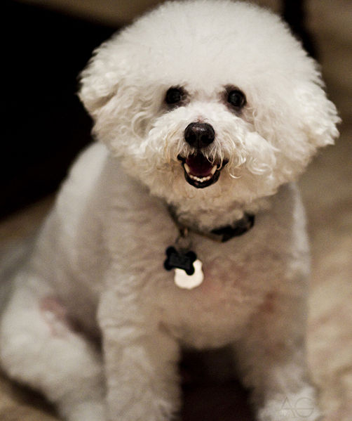 บิชอง ฟริเซ่ Bichon Frise สุนัข ขนฟูจอมซน แสนฉลาด