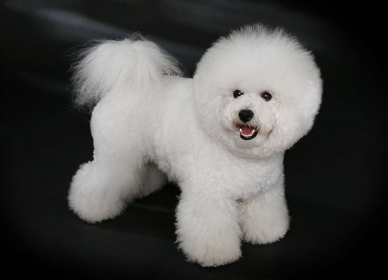 บิชอง ฟริเซ่ Bichon Frise สุนัข ขนฟูจอมซน แสนฉลาด