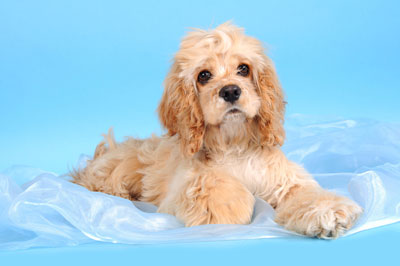 cocker spaniel ราคา terrier