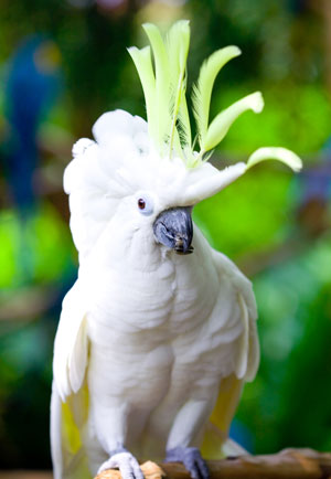 นกกระตั้ว Cockatoo