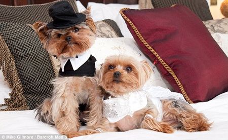 สาวอังกฤษทุ่มเฉียดล้าน จัดงานแต่งงานสุนัข
