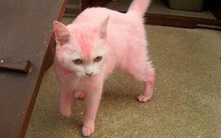 แมวสีชมพู
