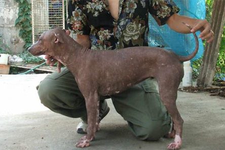 บทความ สุนัข หมาไทยไร้ขน หมาไทย Simese Hairless Dog