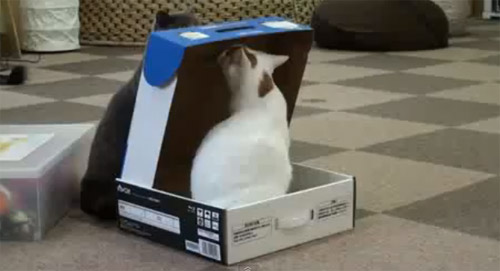 Cat In Box 