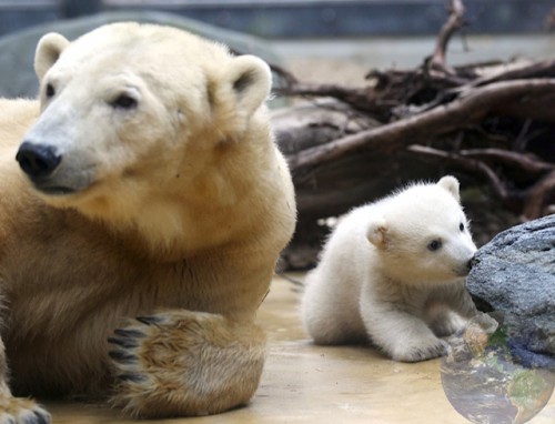 อวดโฉม อโนริ ลูกหมีขั้วโลก สมาชิกใหม่สวนสัตว์เบอร์ลิน