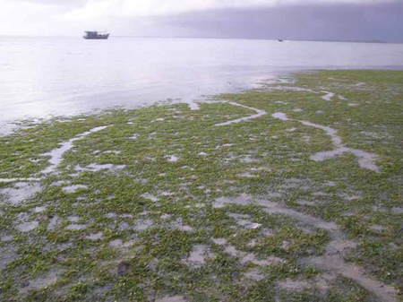 อุทยานแห่งชาติหาดเจ้าไหม