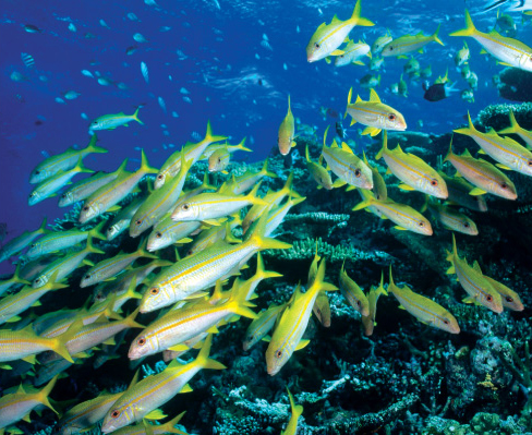 Great Barrier Reef