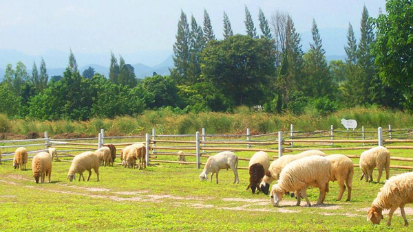 รวมฟาร์มสัตว์ในไทย