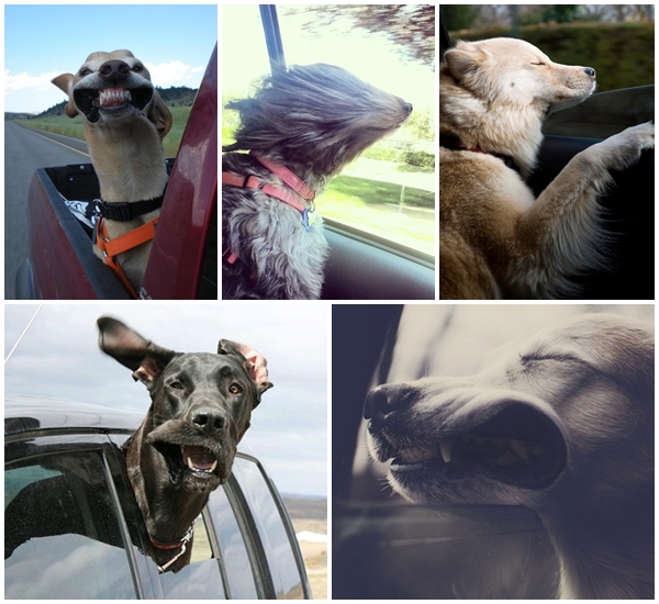 15 ภาพเหตุผลตอบข้อสงสัย ทำไม๊...ทำไมน้องหมาชอบนั่งรถนักหนา 