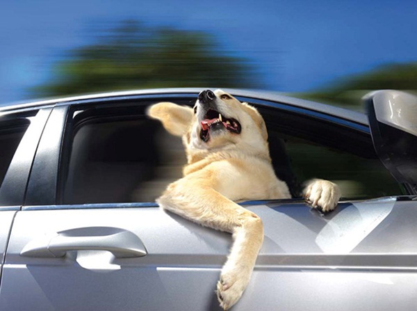 15 ภาพเหตุผลตอบข้อสงสัย ทำไม๊...ทำไมน้องหมาชอบนั่งรถนักหนา 