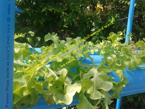 แปลงปลูกผักไฮโดรโปรนิกส์ สวนผักหน้าบ้านเล็ก ๆ แต่เก็บกินได้ทั้งปี !