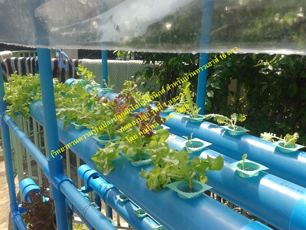 แปลงปลูกผักไฮโดรโปรนิกส์ สวนผักหน้าบ้านเล็ก ๆ แต่เก็บกินได้ทั้งปี !