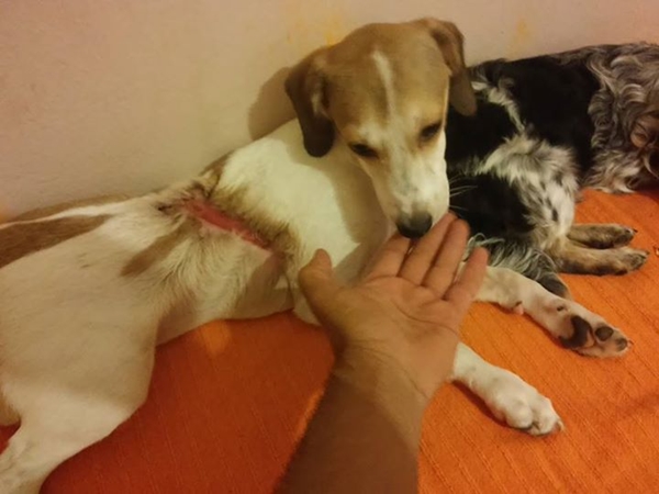 หมอฟันชาวกรีซตัดสินใจลาออกจากงานเพื่อช่วยสุนัขที่ถูกทิ้ง