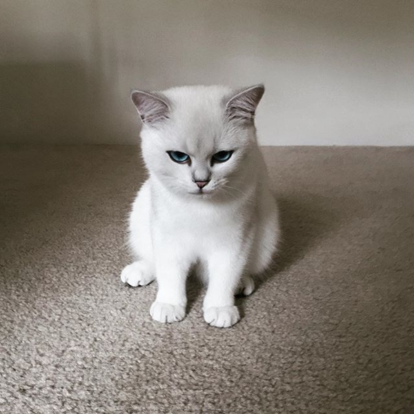  โคบี้ แมวขาวหน้าเหวี่ยง