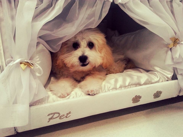 รักหมาจริงไม่ควรพลาด เตียงนอนดีไซน์เก๋มีช่องนอนเจ้าตูบในตัว 
