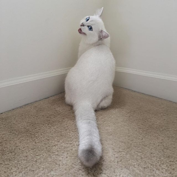 โคบี้ แมวขาวหน้าเหวี่ยง