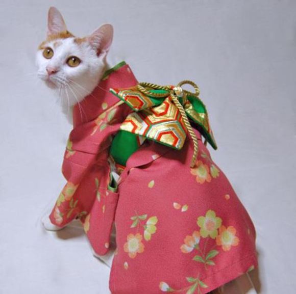 แมวสวมชุดกิโมโน