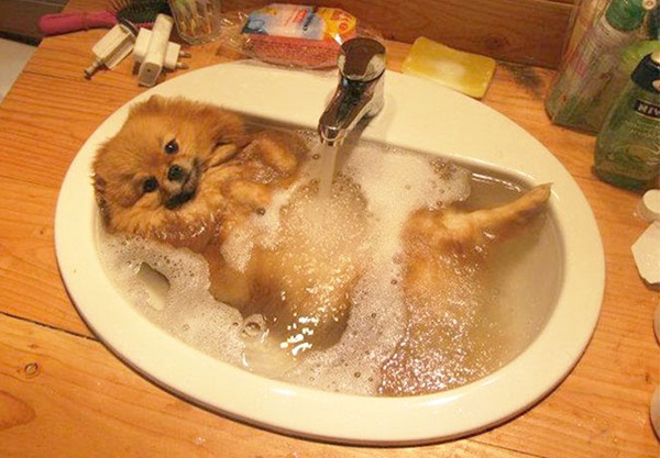 15 ภาพเมื่อสัตว์โลกหนีร้อนไปอาบน้ำ ก็เลยออกมาน่ารักแบบนี้