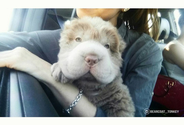 ท็องกี้ หมาอะไรหน้าเหมือนตุ๊กตาหมี น่ารักน่ากอดที่สุด 