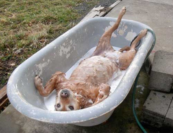 15 ภาพเมื่อสัตว์โลกหนีร้อนไปอาบน้ำ ก็เลยออกมาน่ารักแบบนี้