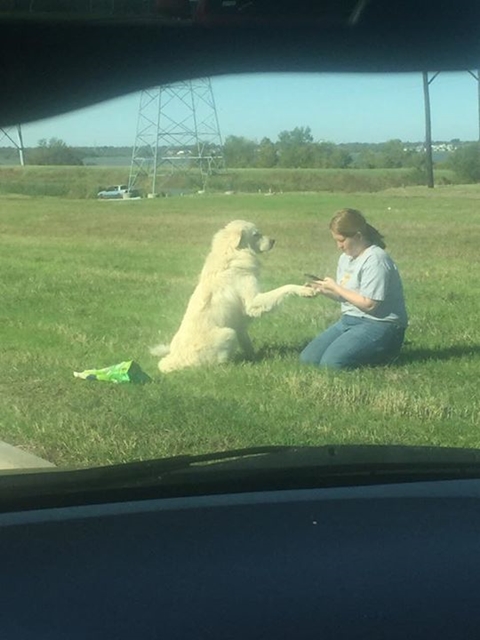 บาดหัวใจ สุนัขนั่งเฝ้าซากเพื่อนราวรูปปั้น  หลังเพื่อนถูกรถชนตาย