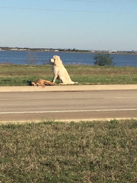 บาดหัวใจ สุนัขนั่งเฝ้าซากเพื่อนราวรูปปั้น  หลังเพื่อนถูกรถชนตาย
