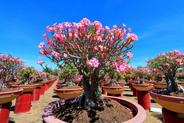 สวนนงนุช พัทยา