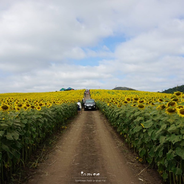 ทุ่งทานตะวันเขาใหญ่