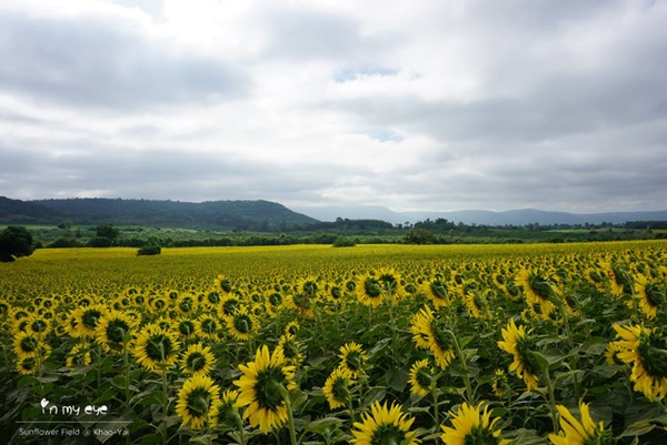 ทุ่งทานตะวันเขาใหญ่