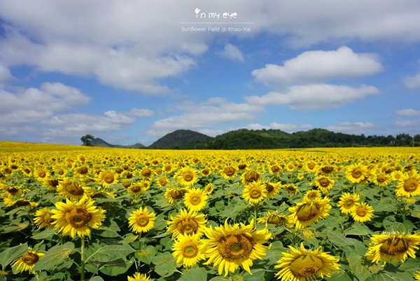 ทุ่งทานตะวันเขาใหญ่