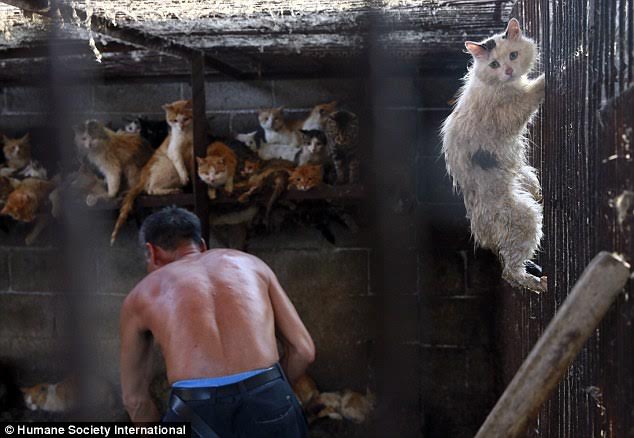 เปิดภาพสลด ชะตากรรมแมวหมา เตรียมถูกฆ่าเซ่นเทศกาลกินหมาที่จีน