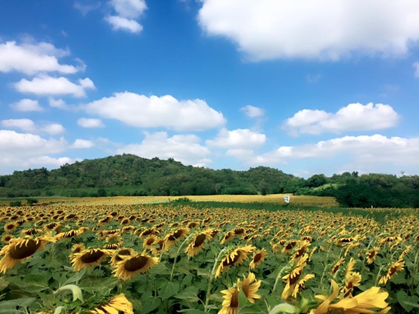 ทุ่งทานตะวัน