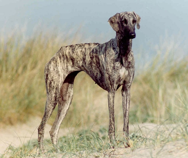 อเมริกัน แฮร์เลส เทอร์เรีย สลูกี สุนัขสายพันธุ์แท้ชนิดใหม่ของโลก