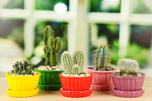 ของขวัญวันแม่ ของขวัญวันแม่