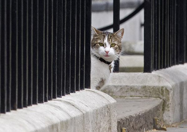 แลร์รี่ แมวจับหนูประจำสำนักนายกรัฐมนตรีของอังกฤษ 