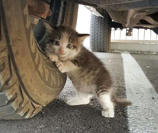 หนุ่มพบลูกแมวขี้กลัวใต้ท้องรถ แค่สบตาก็หวั่นไหว งานนี้ต้องขออุ้มกลับบ้าน