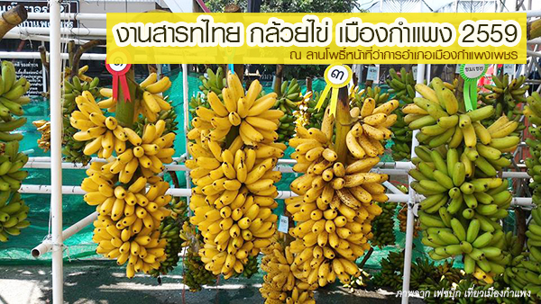 งานสารทไทย กล้วยไข่ เมืองกำแพง 2559