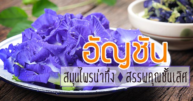 ดอกอัญชัน ดอกอัญชัน