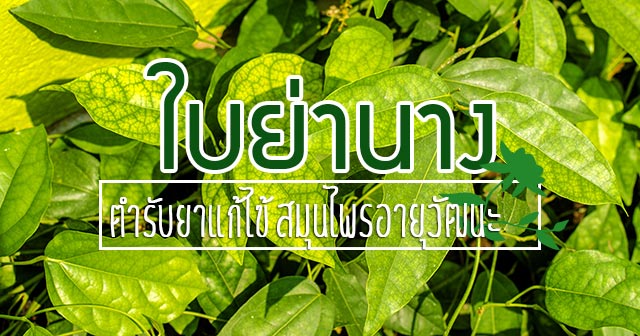 "ใบย่านาง" สมุนไพรอายุวัฒนะ