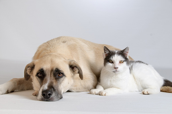 โรคอันตรายของหมาและแมว 