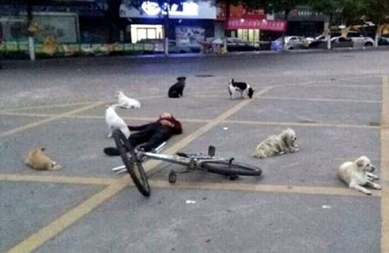 สุนัข 8 ตัวเฝ้าศพหญิงเก็บขยะไม่ห่าง หลังรถพยาบาลทิ้งให้นอนตายบนถนน !!