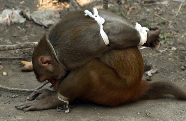 อินเดียจับลิงมัดมือมัดเท้า หลังอาละวาดขโมยอาหารชาวบ้าน