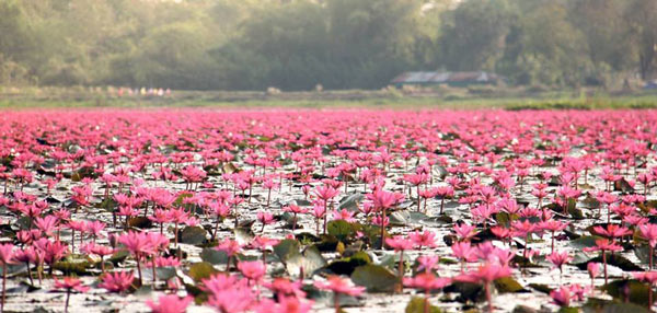 ทะเลบัวแดง หนองคาย