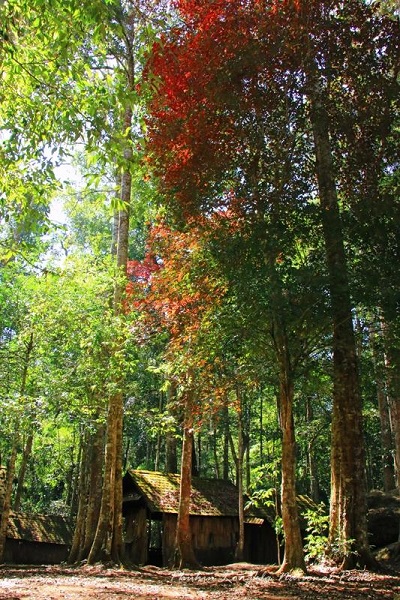 เมเปิล ณ อุทยานแห่งชาติภูหินร่องกล้า