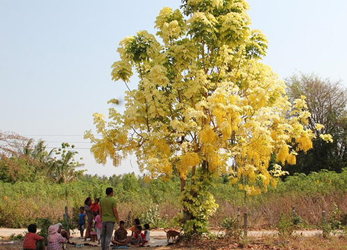 ต้นคูนประหลาดมีใบ-ดอกเหลืองอร่าม ชาวบ้านแห่ขอหวย 