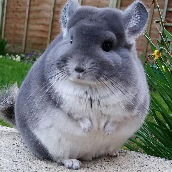 ชินชิล่า Chinchilla